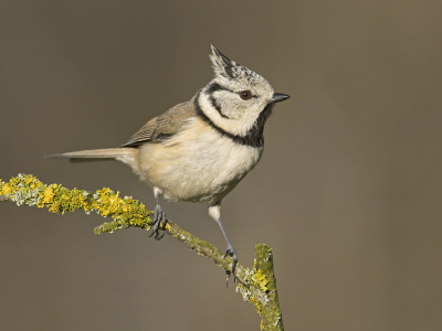 <i class='fa fa-user'></i> Luc Meert |   Kuifmees  <i class='fa fa-eye'> 342</i>  <i class='fa fa-thumbs-up'> 30</i>   <i class='fa fa-comment-o'> 15</i>