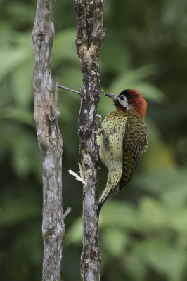 <i class='fa fa-user'></i> Paul van Giersbergen |   Vlekborstgrondspecht  <i class='fa fa-eye'> 149</i>  <i class='fa fa-thumbs-up'> 3</i>   <i class='fa fa-comment-o'> 3</i>