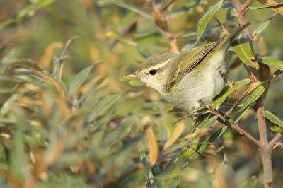 <i class='fa fa-user'></i> thijsglastra |   Swinhoes Boszanger  <i class='fa fa-eye'> 430</i>  <i class='fa fa-thumbs-up'> 8</i>   <i class='fa fa-comment-o'> 7</i>
