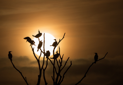 <i class='fa fa-user'></i> Truus Aletta Maan |   Aalscholver  <i class='fa fa-eye'> 200</i>  <i class='fa fa-thumbs-up'> 7</i>   <i class='fa fa-comment-o'> 3</i>