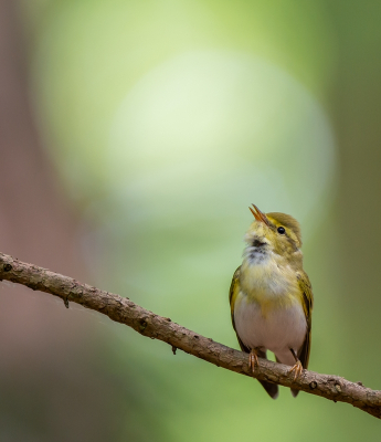 <i class='fa fa-user'></i> pietwil |   Fluiter  <i class='fa fa-eye'> 292</i>  <i class='fa fa-thumbs-up'> 11</i>   <i class='fa fa-comment-o'> 6</i>