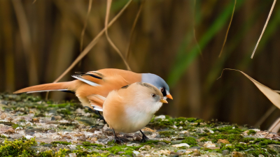 Vlak voor de in ingang naar de Jaap Deens hut zit een klein dammetje hier zitten vaak baardmannen, deze twee kwamen langs om wat eten uit het mos te halen
