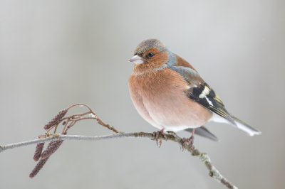 <i class='fa fa-user'></i> Annie Keizer |   Vink  <i class='fa fa-eye'> 276</i>  <i class='fa fa-thumbs-up'> 16</i>   <i class='fa fa-comment-o'> 12</i>