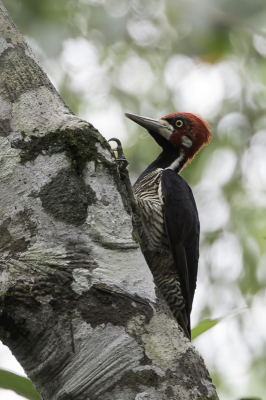 <i class='fa fa-user'></i> Paul van Giersbergen |   Zwartkeelspecht  <i class='fa fa-eye'> 170</i>   <i class='fa fa-comment-o'> 2</i>