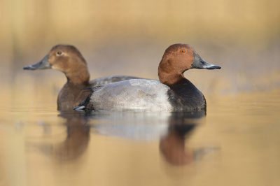 <i class='fa fa-user'></i> Luc Meert |   Tafeleend  <i class='fa fa-eye'> 410</i>  <i class='fa fa-thumbs-up'> 37</i>   <i class='fa fa-comment-o'> 21</i>