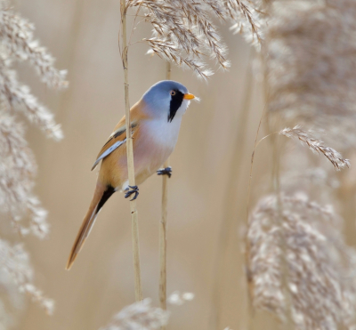 <i class='fa fa-user'></i> jeb |   Baardman  <i class='fa fa-eye'> 494</i>  <i class='fa fa-thumbs-up'> 35</i>   <i class='fa fa-comment-o'> 16</i>