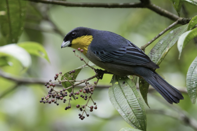<i class='fa fa-user'></i> Paul van Giersbergen |   Geelkeeltangare  <i class='fa fa-eye'> 139</i>  <i class='fa fa-thumbs-up'> 4</i>   <i class='fa fa-comment-o'> 2</i>