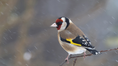 Dit jaar lijkt sneeuw of een flinke vorstperiode er niet meer in te zitten, voor de vogels beter maar voor ons fotografen helaas een kans minder om unieke plaatjes te maken. Deze putter is van vorig jaar toen er tijdens de sneeuw heel veel vogels gebruik maakte van het aangeboden voer in de tuin en daarvoor weer en sneeuw trotseerde