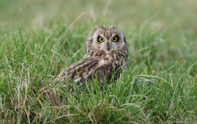 <i class='fa fa-user'></i> horneman69 |   Velduil  <i class='fa fa-eye'> 411</i>  <i class='fa fa-thumbs-up'> 26</i>   <i class='fa fa-comment-o'> 16</i>