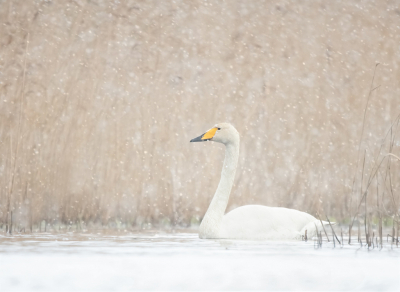 <i class='fa fa-user'></i> keesvanderklauw |   Wilde Zwaan  <i class='fa fa-eye'> 285</i>  <i class='fa fa-thumbs-up'> 12</i>   <i class='fa fa-comment-o'> 9</i>