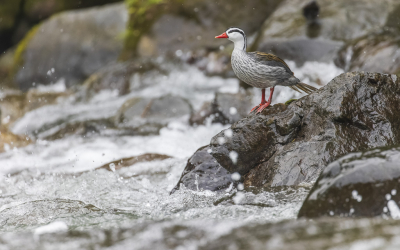<i class='fa fa-user'></i> Lennart Verheuvel |   Bergbeekeend  <i class='fa fa-eye'> 235</i>  <i class='fa fa-thumbs-up'> 11</i>   <i class='fa fa-comment-o'> 8</i>