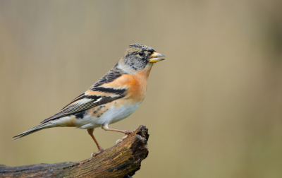 <i class='fa fa-user'></i> horneman69 |   Keep  <i class='fa fa-eye'> 248</i>  <i class='fa fa-thumbs-up'> 5</i>   <i class='fa fa-comment-o'> 5</i>