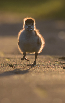 <i class='fa fa-user'></i> RVDaalen |   Nijlgans  <i class='fa fa-eye'> 232</i>  <i class='fa fa-thumbs-up'> 10</i>   <i class='fa fa-comment-o'> 21</i>