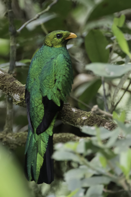 <i class='fa fa-user'></i> Paul van Giersbergen |   Goudkopquetzal  <i class='fa fa-eye'> 154</i>  <i class='fa fa-thumbs-up'> 2</i>   <i class='fa fa-comment-o'> 4</i>