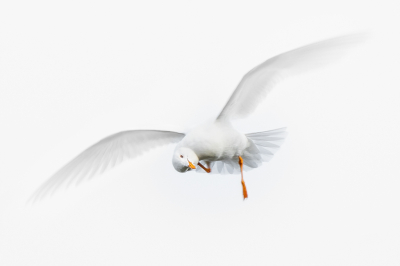 <i class='fa fa-user'></i> Vincent Vuik |   Kokmeeuw  <i class='fa fa-eye'> 464</i>  <i class='fa fa-thumbs-up'> 16</i>   <i class='fa fa-comment-o'> 16</i>