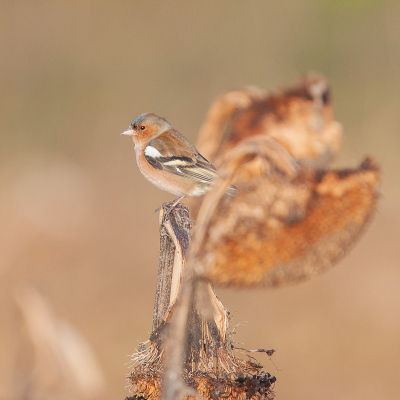 Vanmorgen kwam na een regendag de zon prachtig mooi op. Reden om eropuit te gaan. Deze Vink zat lekker te snoepen van de zonnebloemzaden, terwijl de Kepen en Groenlingen constant aan het ruzin waren, had de Vink een rustig plekje opgezocht, waar hij ongestoord kan zitten.