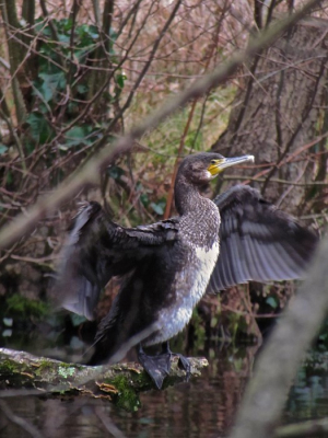 <i class='fa fa-user'></i> hesterb |   Aalscholver  <i class='fa fa-eye'> 127</i>   <i class='fa fa-comment-o'> 22</i>