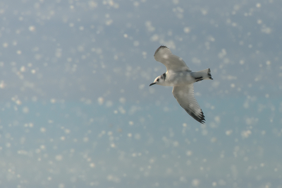 <i class='fa fa-user'></i> josephine |   Drieteenmeeuw  <i class='fa fa-eye'> 276</i>  <i class='fa fa-thumbs-up'> 20</i>   <i class='fa fa-comment-o'> 12</i>