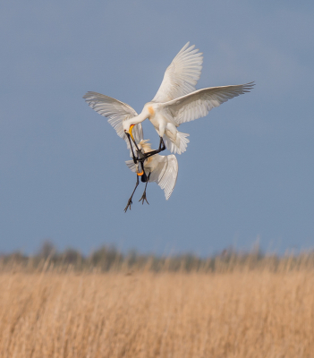 <i class='fa fa-user'></i> pietwil |   Lepelaar  <i class='fa fa-eye'> 427</i>  <i class='fa fa-thumbs-up'> 25</i>   <i class='fa fa-comment-o'> 9</i>