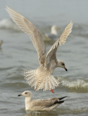 <i class='fa fa-user'></i> leo snellink |   Kleine Burgemeester  <i class='fa fa-eye'> 122</i>   <i class='fa fa-comment-o'> 18</i>