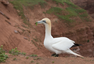 Op Helgoland zijn ze rustend te fotograferen, maar ook zijn er mooie vliegbeelden te maken als ze tegen de wind in landen.