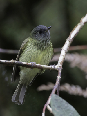 <i class='fa fa-user'></i> Paul van Giersbergen |   Streepnekpipratiran  <i class='fa fa-eye'> 103</i>  <i class='fa fa-thumbs-up'> 1</i>   <i class='fa fa-comment-o'> 0</i>