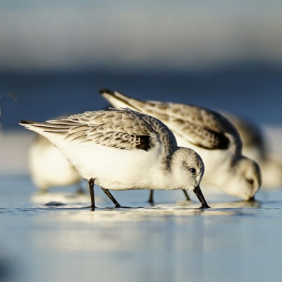 Dit is een van mijn eerste foto's met de 150-600mm lens. Er waren grote groepen drieteenstrandlopers aan het foerageren langs de vloedlijn.