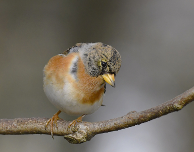 <i class='fa fa-user'></i> henkdikkers |   Keep  <i class='fa fa-eye'> 247</i>  <i class='fa fa-thumbs-up'> 24</i>   <i class='fa fa-comment-o'> 17</i>