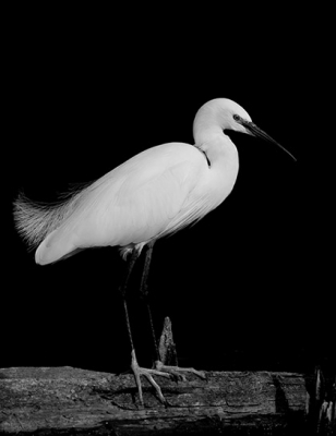 Foto is genomen in een natuurgebied met enkele vijvers .Waar de zilverreiger zat was het door de hoge bomen aan de rand van de vijver wat donker , het water kleurt donkergroen in die hoek van de vijver.