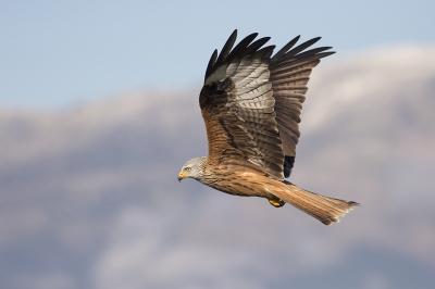 Naast de Boomvalk voor mij een van de mooiste Europese roofvogel, vooral in de vlucht wanneer ze sierlijk ze met hun staart sturen tijdens het zweven, hier met besneeuwde bergen in de achtergrond.