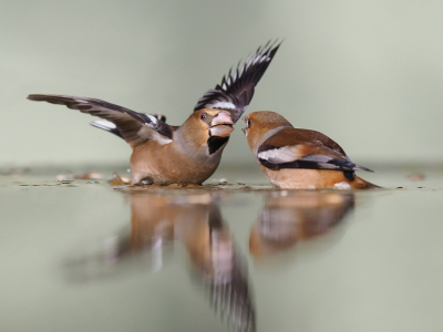 <i class='fa fa-user'></i> corvanspijk |   Appelvink  <i class='fa fa-eye'> 373</i>  <i class='fa fa-thumbs-up'> 20</i>   <i class='fa fa-comment-o'> 13</i>