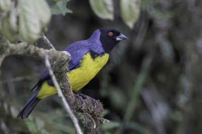 <i class='fa fa-user'></i> Paul van Giersbergen |   Blauwrugbergtangare  <i class='fa fa-eye'> 124</i>  <i class='fa fa-thumbs-up'> 1</i>   <i class='fa fa-comment-o'> 0</i>