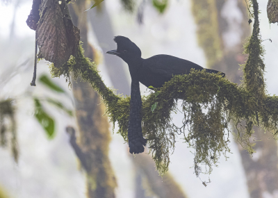 <i class='fa fa-user'></i> Lennart Verheuvel |   Ecuadorparasolvogel  <i class='fa fa-eye'> 232</i>  <i class='fa fa-thumbs-up'> 2</i>   <i class='fa fa-comment-o'> 8</i>