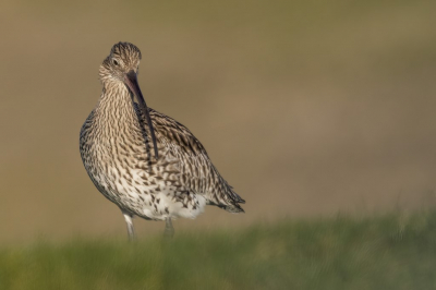 deze wulp kon ik vastleggen bij de eerste zonnestralen 
uit de hand plat op de buik