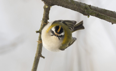 Toegegeven een shot van opzij van deze prachtige vogeltjes is wat normaal mijn voorkeur zou hebben. Echter dit frontale shot heeft wat mij betreft ook wat, het doordringende aankijken en een moment van oog in oog staan met deze drukke vogeltjes gebeurd je niet vaak.