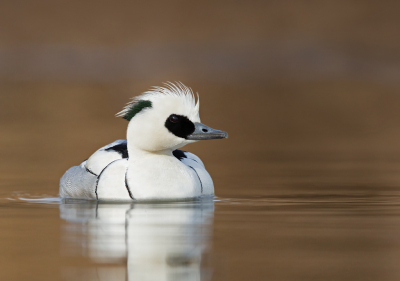 <i class='fa fa-user'></i> keesvanderklauw |   Nonnetje  <i class='fa fa-eye'> 626</i>  <i class='fa fa-thumbs-up'> 63</i>   <i class='fa fa-comment-o'> 34</i>