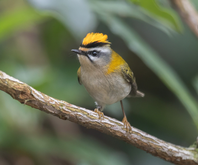 <i class='fa fa-user'></i> loek van de Leur |   Vuurgoudhaan  <i class='fa fa-eye'> 324</i>  <i class='fa fa-thumbs-up'> 19</i>   <i class='fa fa-comment-o'> 11</i>