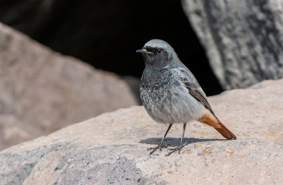 <i class='fa fa-user'></i> pietwil |   Zwarte Roodstaart  <i class='fa fa-eye'> 199</i>   <i class='fa fa-comment-o'> 2</i>