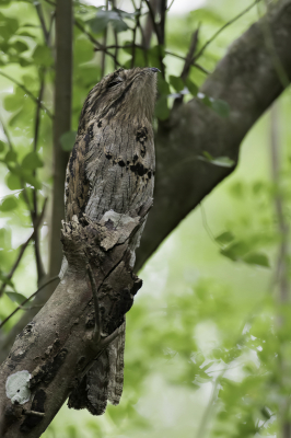 <i class='fa fa-user'></i> Paul van Giersbergen |   Noordelijke Reuzennachtzwaluw  <i class='fa fa-eye'> 136</i>  <i class='fa fa-thumbs-up'> 1</i>   <i class='fa fa-comment-o'> 23</i>