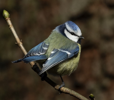 Pimpelmees bleef even mooi op een takje in het bos zitten.