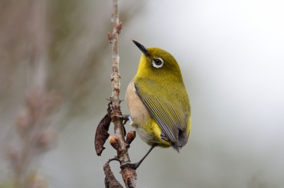 <i class='fa fa-user'></i> Ed Agter |   Japanse Brilvogel  <i class='fa fa-eye'> 195</i>  <i class='fa fa-thumbs-up'> 2</i>   <i class='fa fa-comment-o'> 1</i>