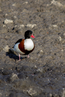 <i class='fa fa-user'></i> Jan Lohman |   Bergeend  <i class='fa fa-eye'> 122</i>   <i class='fa fa-comment-o'> 18</i>