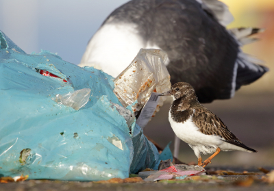 <i class='fa fa-user'></i> Richard Ubels |   Steenloper  <i class='fa fa-eye'> 308</i>  <i class='fa fa-thumbs-up'> 5</i>   <i class='fa fa-comment-o'> 9</i>