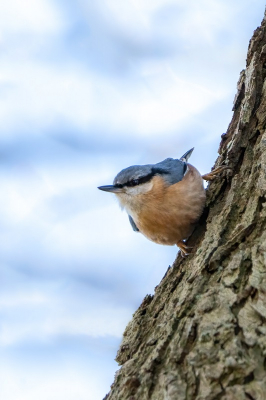 <i class='fa fa-user'></i> harrie69 |   Boomklever  <i class='fa fa-eye'> 117</i>  <i class='fa fa-thumbs-up'> 1</i>   <i class='fa fa-comment-o'> 21</i>