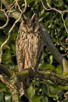Met de specialist Ronald A op excursie.Van de ene vogelsoort in de andere.Hier de ransuil die even zijn ogen opend,tja dan word hij gevangen op de plaat.