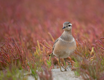 <i class='fa fa-user'></i> keesvanderklauw |   Morinelplevier  <i class='fa fa-eye'> 377</i>  <i class='fa fa-thumbs-up'> 25</i>   <i class='fa fa-comment-o'> 10</i>