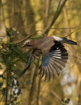 <i class='fa fa-user'></i> KoreeA |   Gaai  <i class='fa fa-eye'> 112</i>   <i class='fa fa-comment-o'> 20</i>