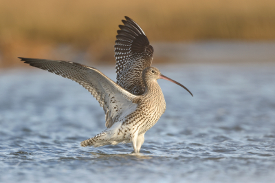 <i class='fa fa-user'></i> Henk Wiebe van der Meulen |   Wulp  <i class='fa fa-eye'> 289</i>  <i class='fa fa-thumbs-up'> 19</i>   <i class='fa fa-comment-o'> 7</i>