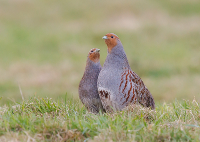 <i class='fa fa-user'></i> Katoo |   Patrijs  <i class='fa fa-eye'> 429</i>  <i class='fa fa-thumbs-up'> 37</i>   <i class='fa fa-comment-o'> 24</i>