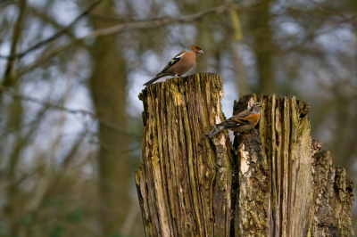Deze vink en keep blijven even rustig zitten Daarna was het ruzie
Het was bewolkt weer